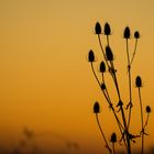 Wilde Karde im Sonnenuntergang