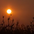 Wilde Karde im Sonnenuntergang