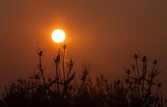 Wilde Karde im Sonnenuntergang