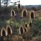 Wilde Karde im Spätherbst