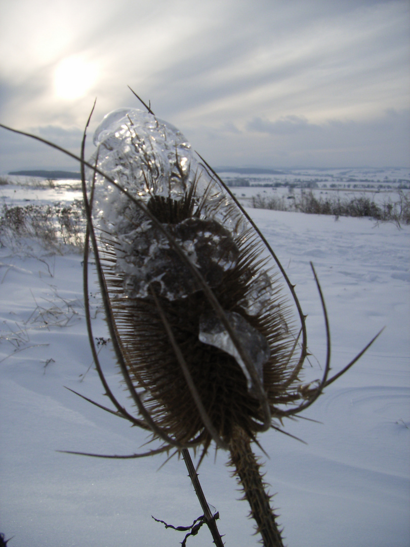 Wilde Karde im Winter