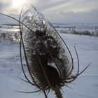 Wilde Karde im Winter