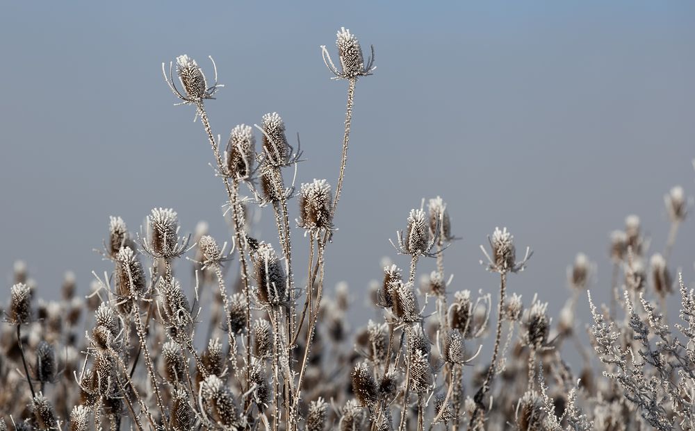 Wilde Karde im Winterkleid