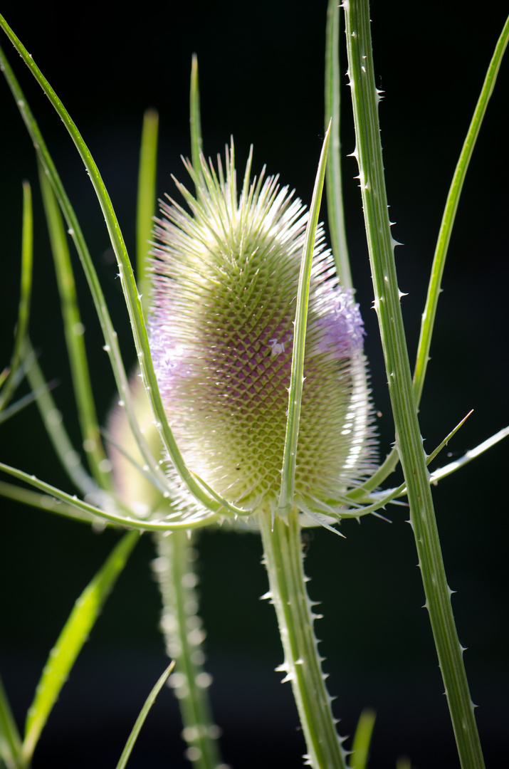 Wilde Karde in der Sonne