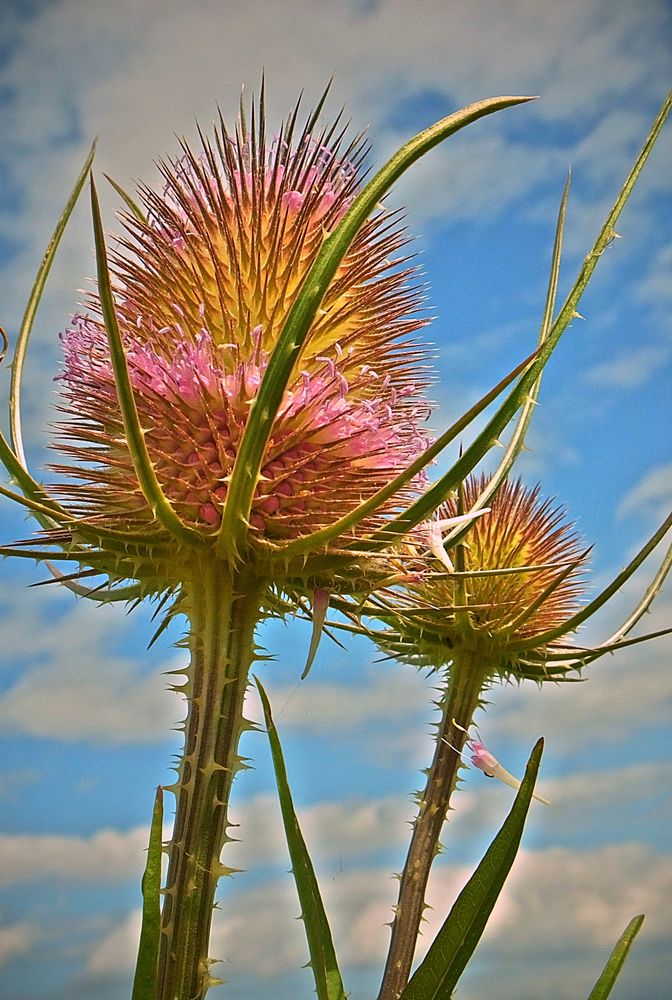 wilde Karde  -  Karde wanted (Dipsacus fullonum)