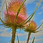 wilde Karde  -  Karde wanted (Dipsacus fullonum)