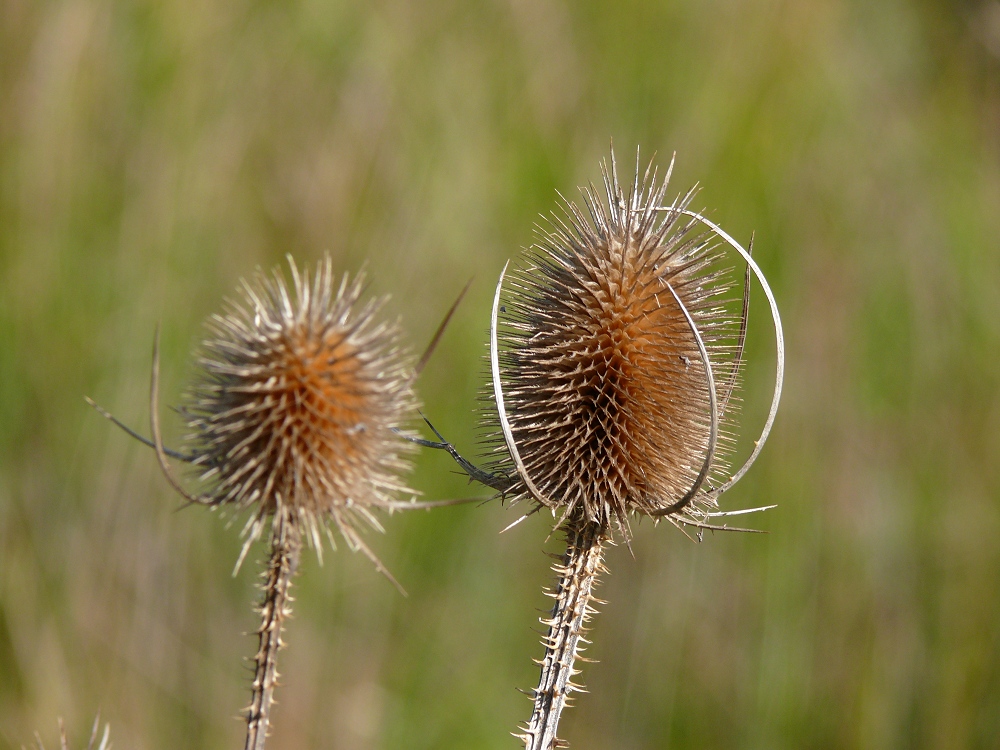 Wilde Karde (Kardendistel)