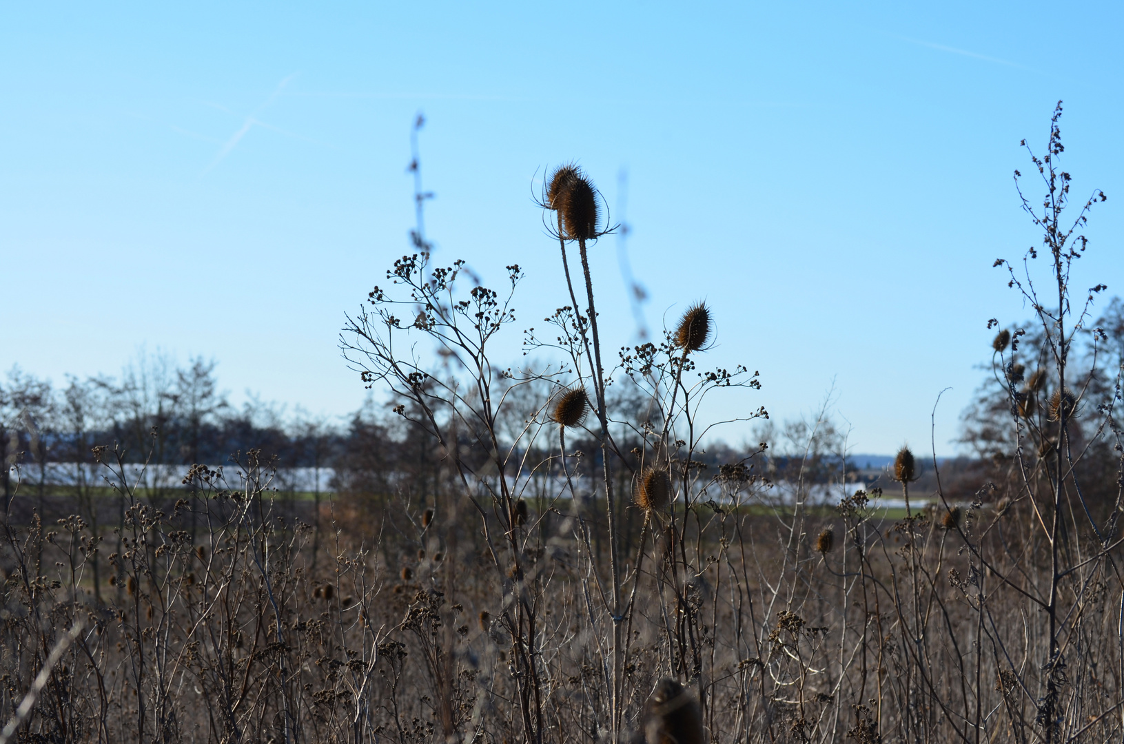 -Wilde Karde- lat Dipsacus fullonum