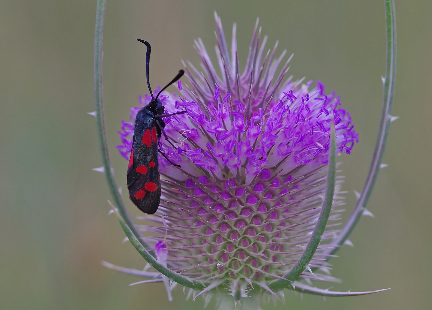 Wilde Karde mit Besucher