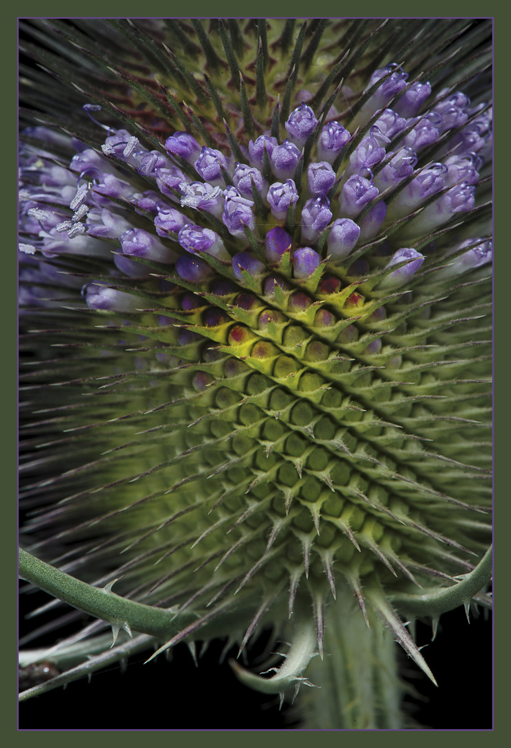 Wilde Karde mit Blüten