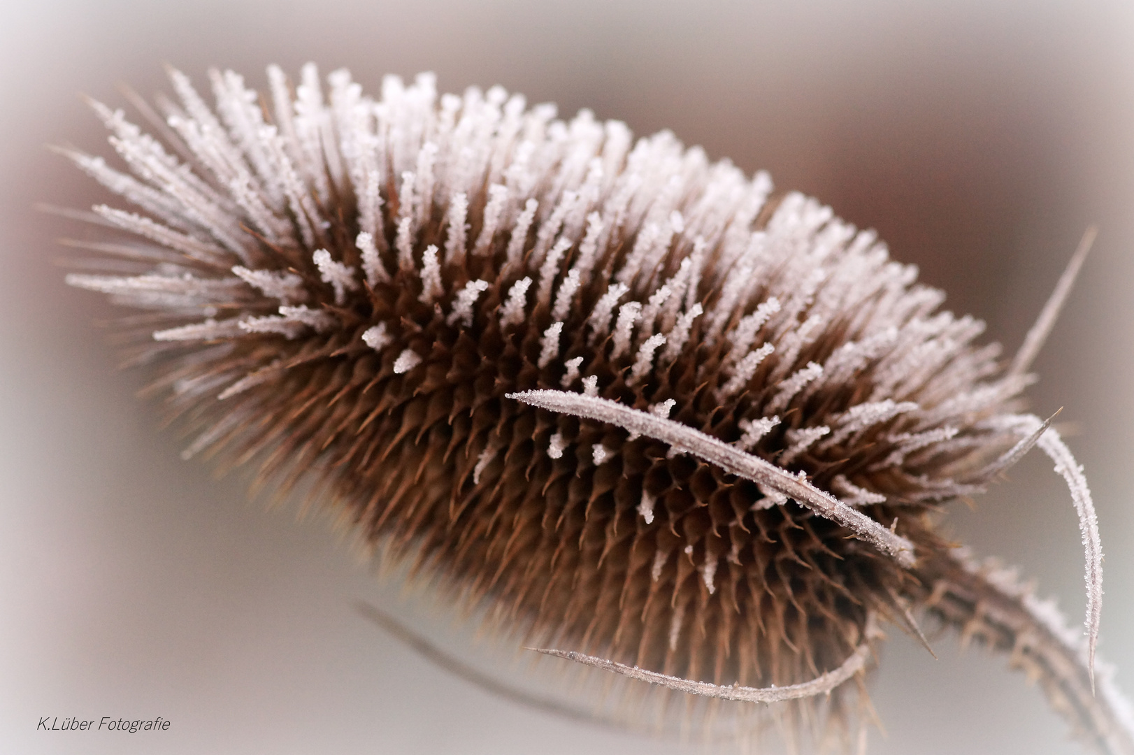 Wilde Karde mit Frost bestäubt