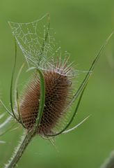 Wilde Karde mit Spinnenkunst 