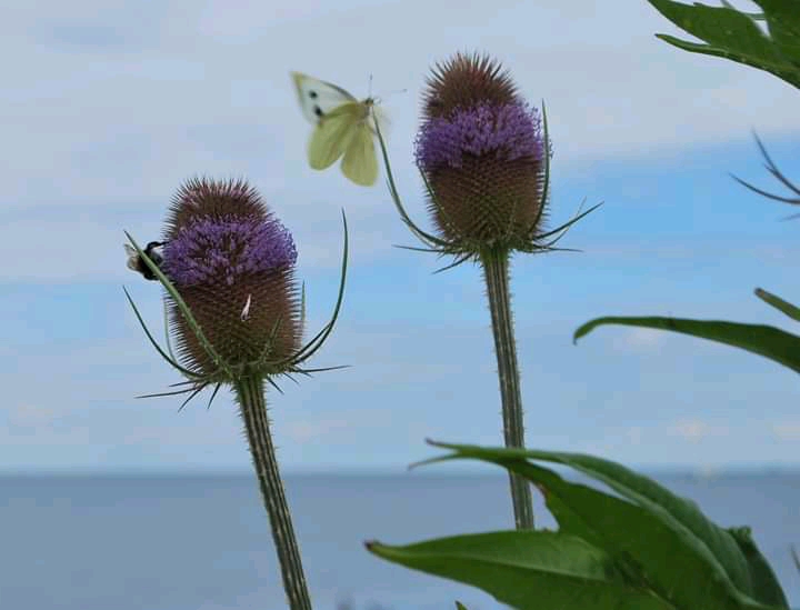 Wilde  Karde mit Zitronenfalter und Hummel