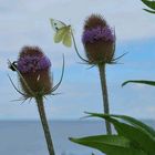 Wilde  Karde mit Zitronenfalter und Hummel