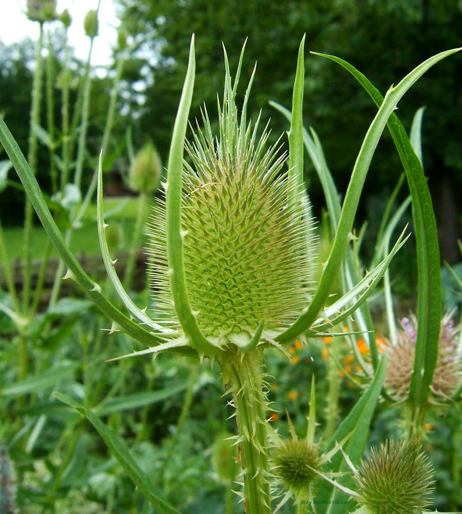 Wilde Karde vor der Blüte