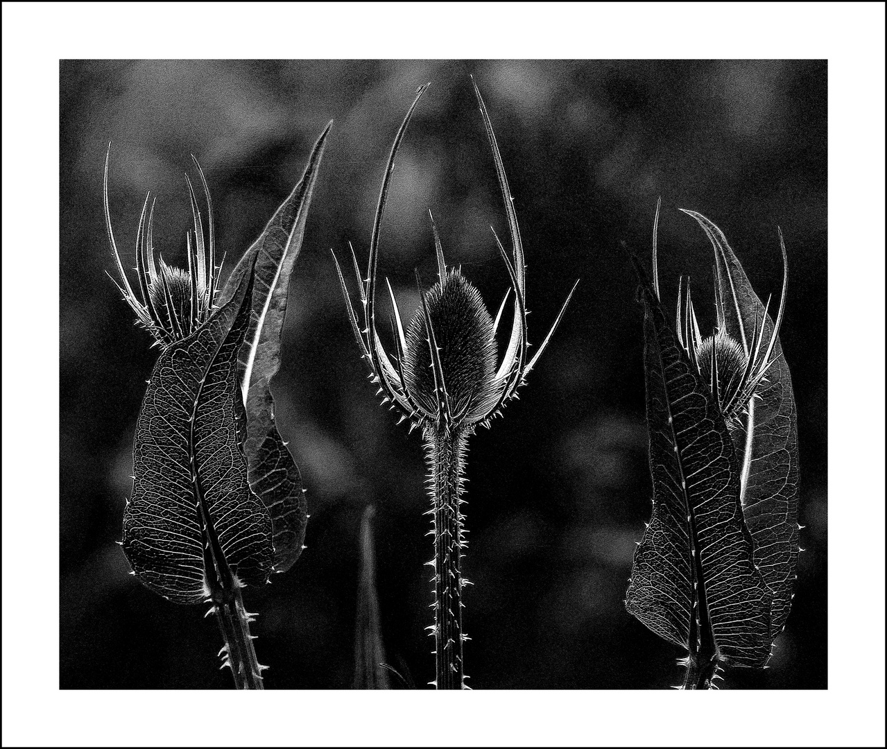 Wilde Karde vor der Blüte