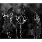 Wilde Karde vor der Blüte