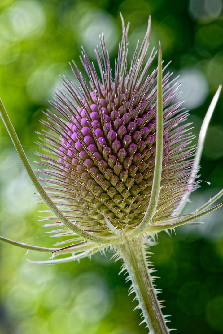 Wilde Karde, vor der Blüte