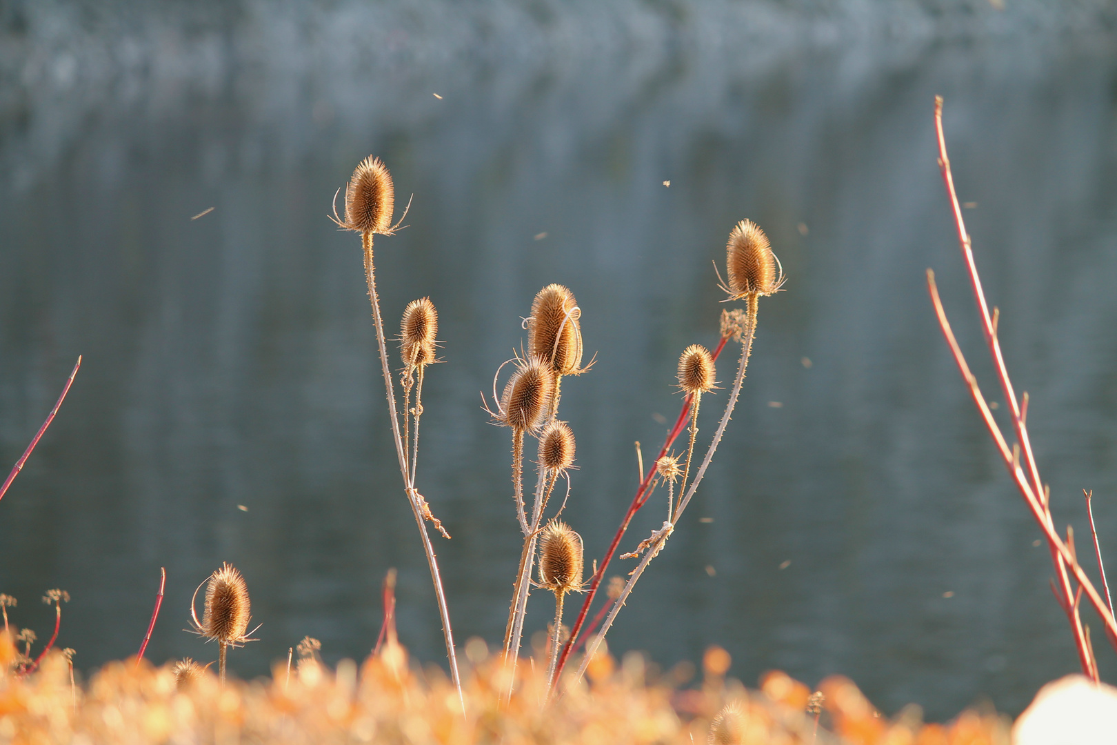 Wilde Karde(Dipsacus fullonum)