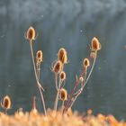 Wilde Karde(Dipsacus fullonum)