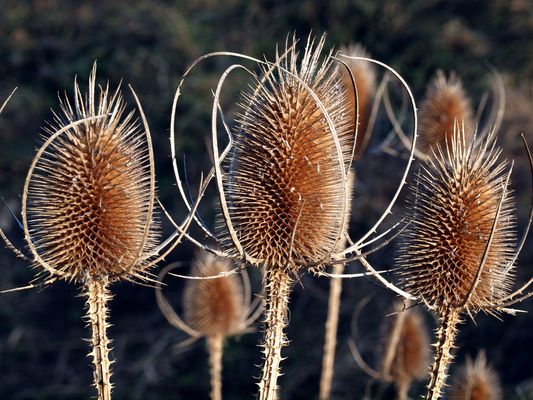 Wilde Karden bzw. Blaudisteln