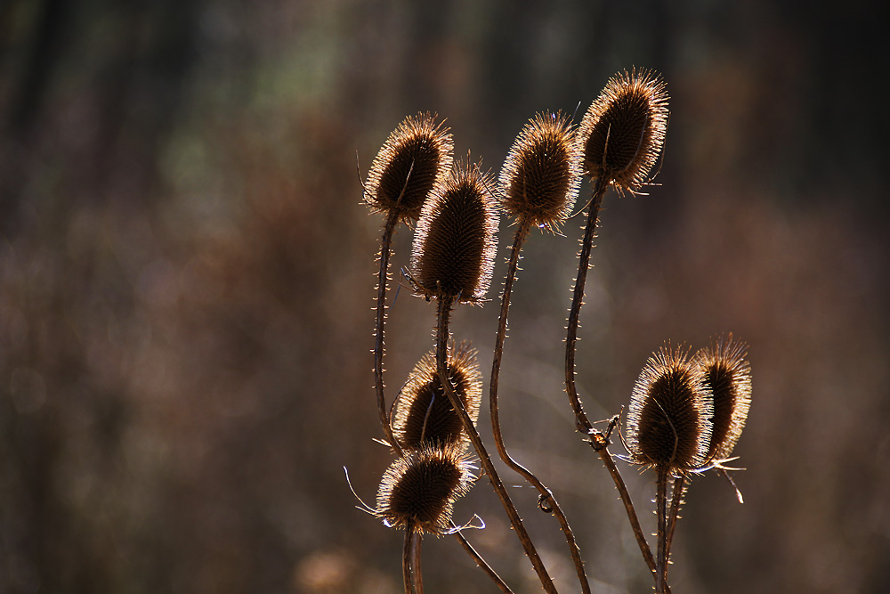 wilde Karden im Licht