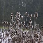 wilde Karden im "Raureif-Kleid"