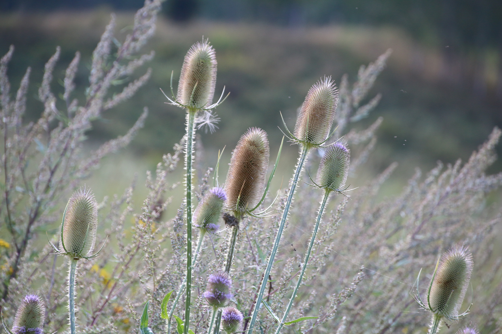 Wilde Karden im "Sommertau"