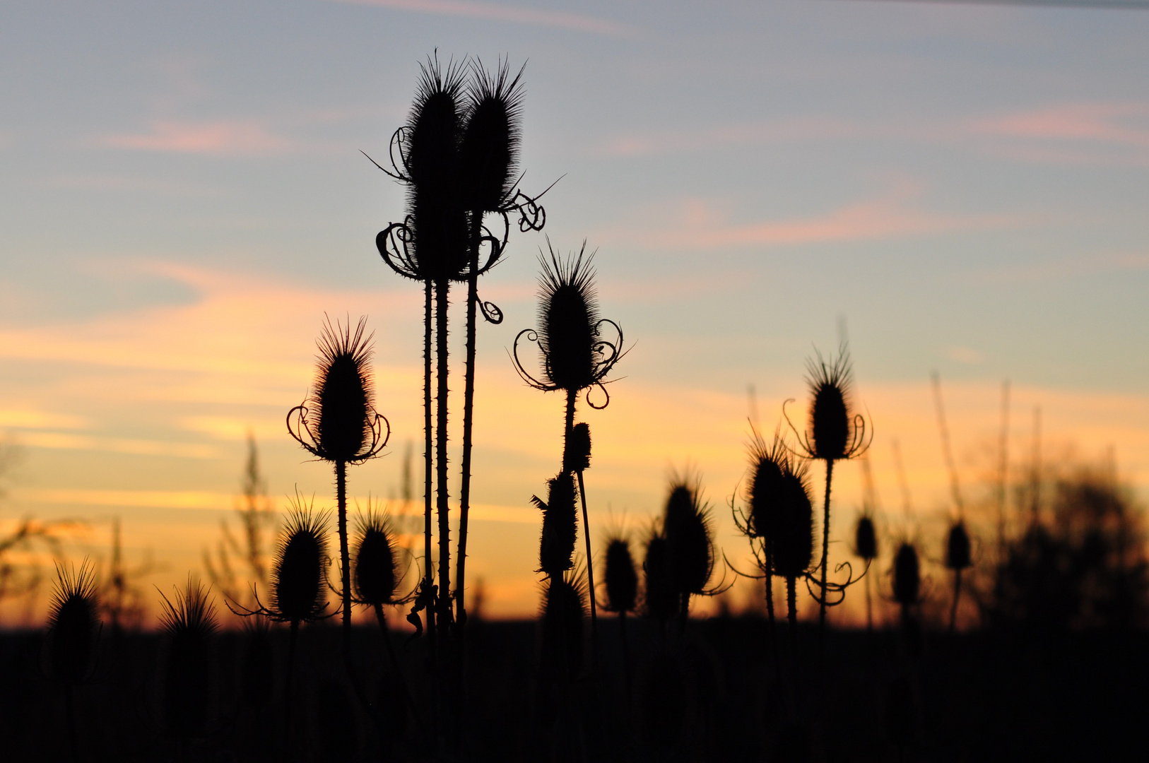 Wilde Karden im Sonnenuntergang