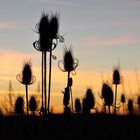 Wilde Karden im Sonnenuntergang