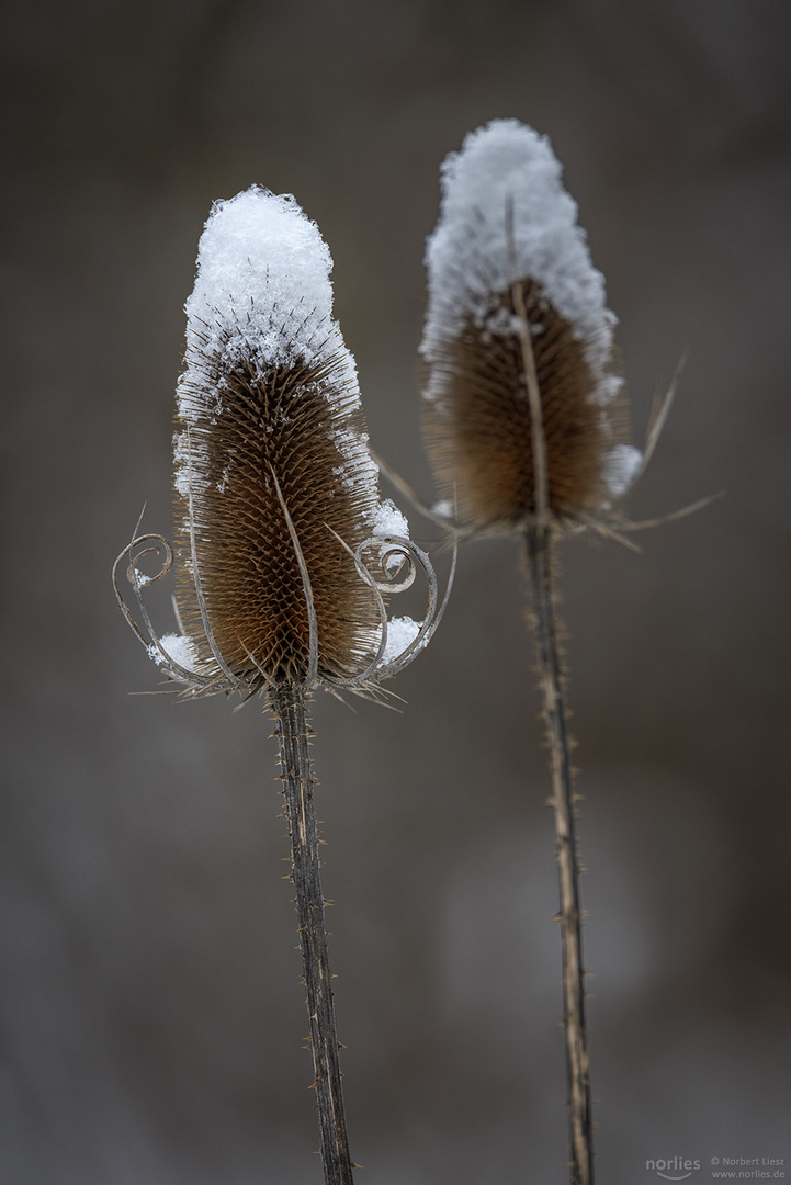 Wilde Karden mit Schneehauben