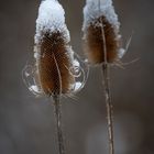 Wilde Karden mit Schneehauben