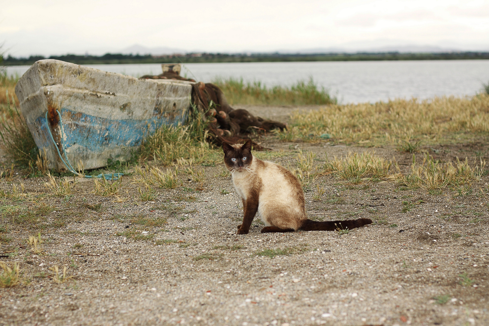 Wilde Katze