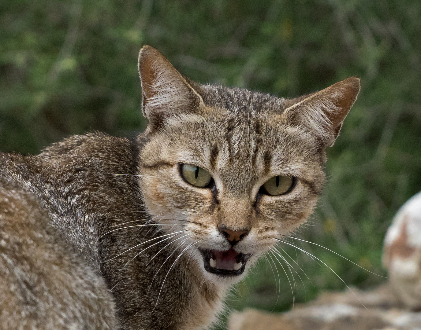 Wilde Katze