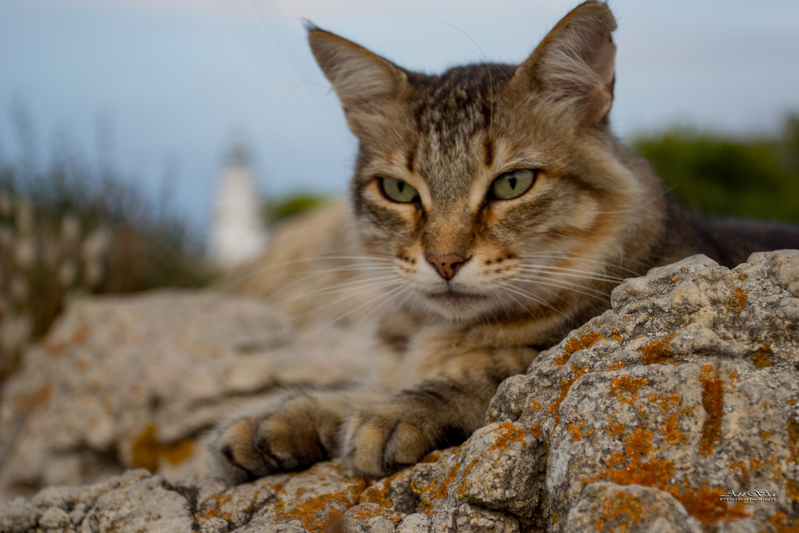 Wilde Katze am "Far de Capdepera"