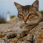 Wilde Katze am "Far de Capdepera"