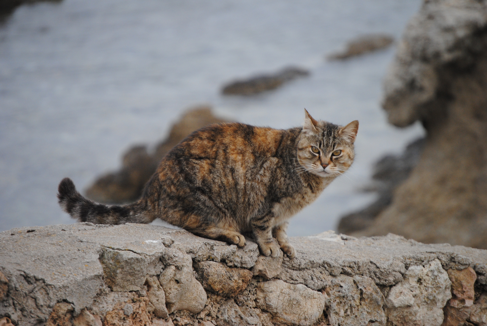 Wilde Katze auf Mallorca