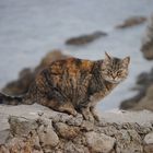 Wilde Katze auf Mallorca