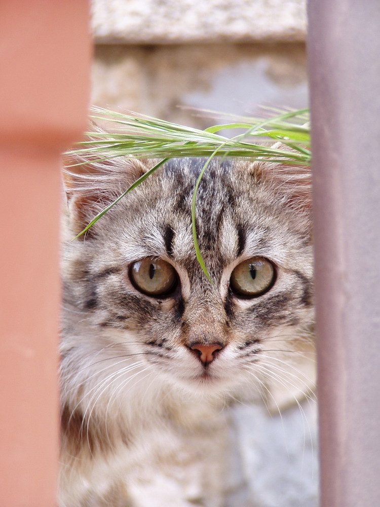 Wilde Katze auf Sardinien 2