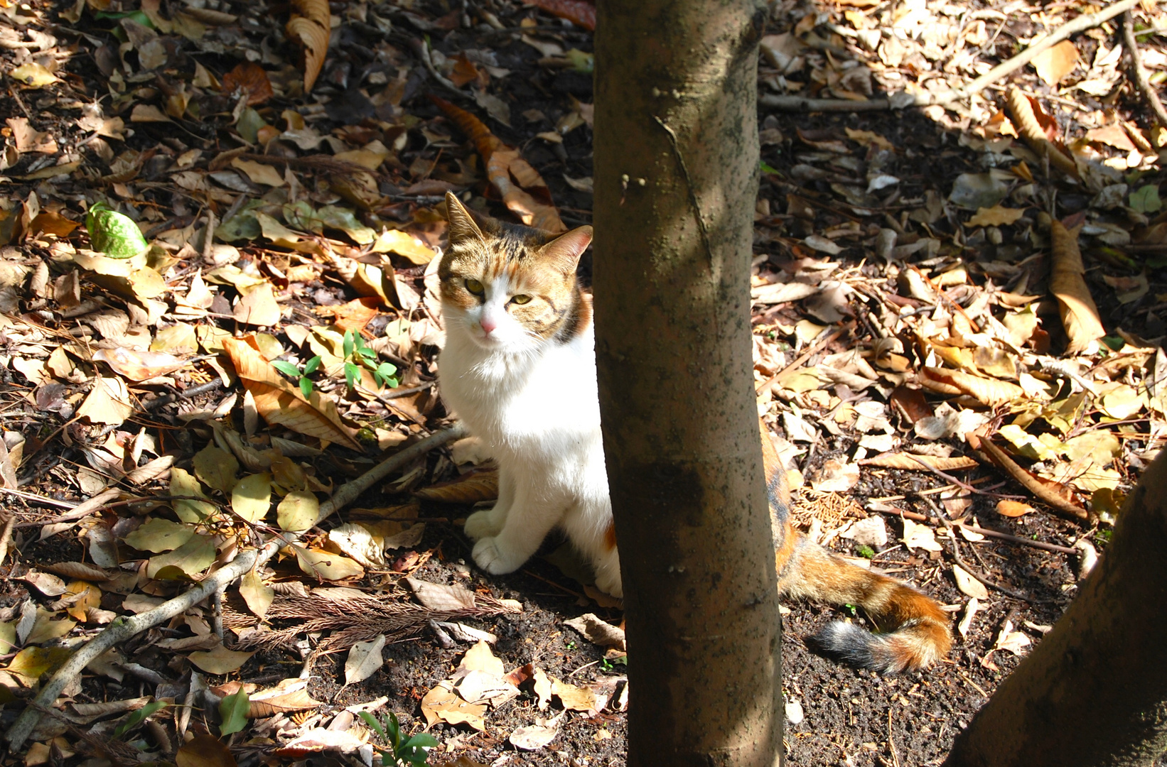 Wilde Katze