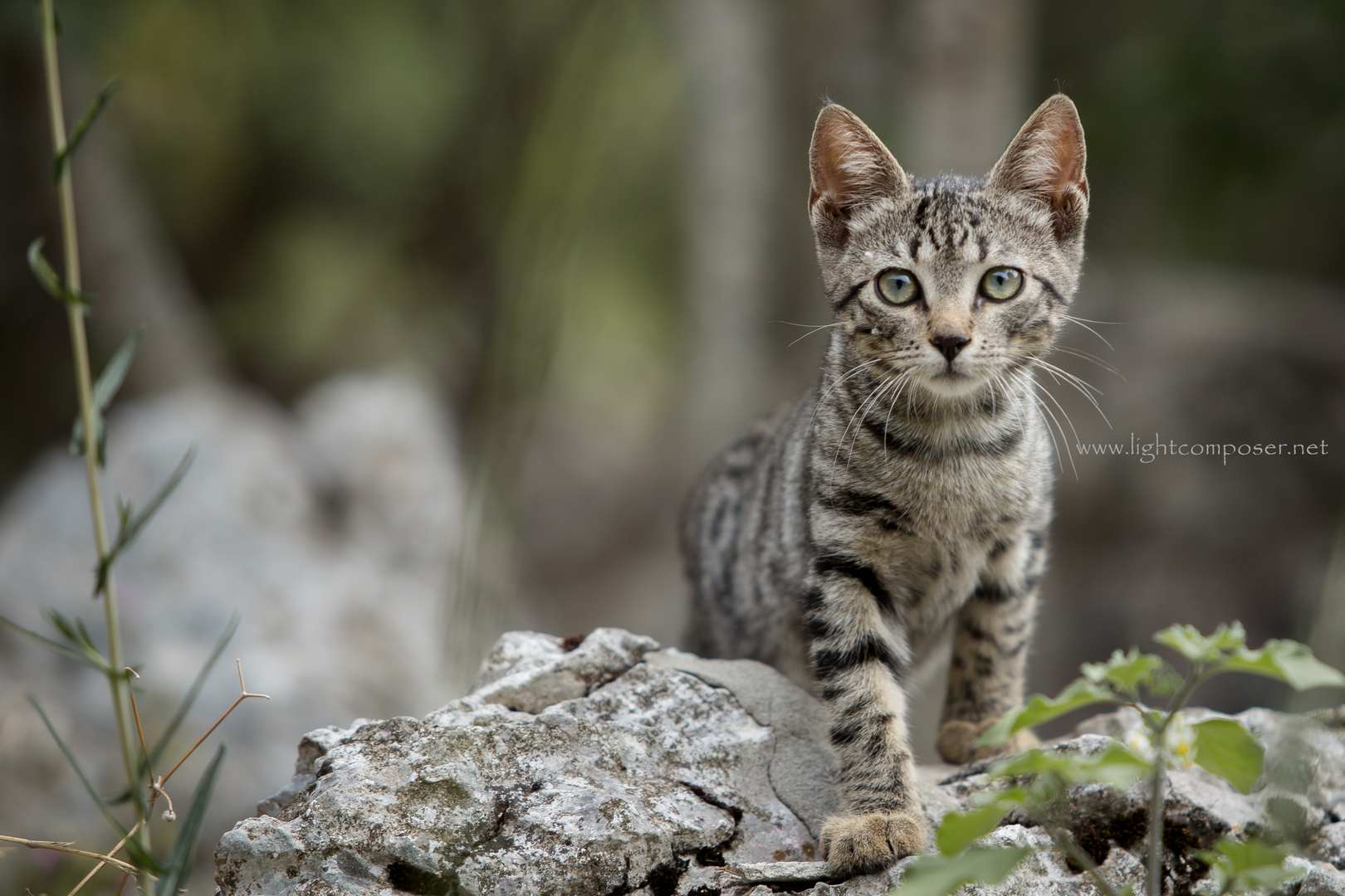 "Wilde" Katze in Kroatien