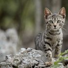 "Wilde" Katze in Kroatien