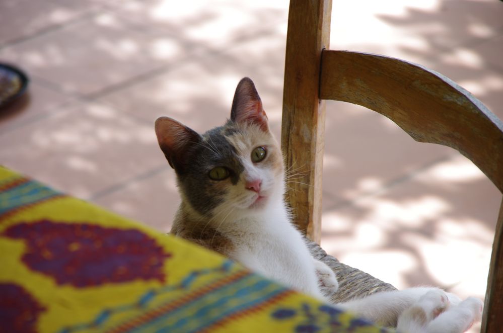 Wilde Katze zugelaufen