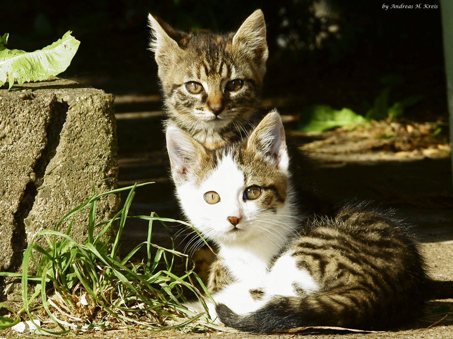 Wilde Katzen vor dem Fang