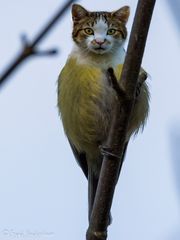 wilde Katzenmeise