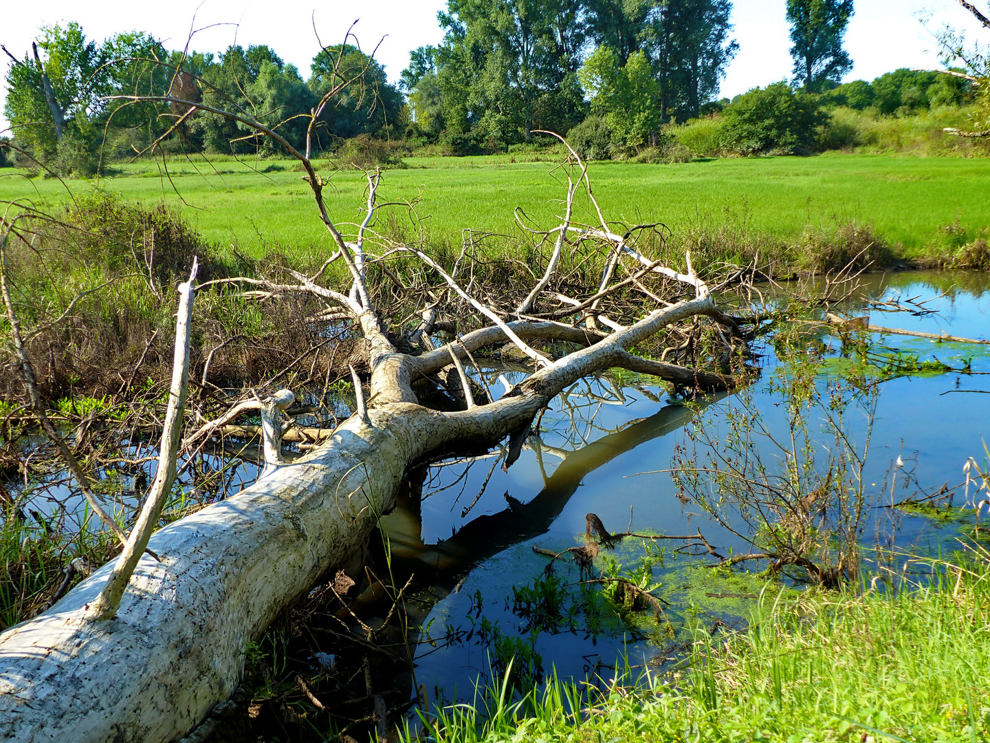 Wilde Kempe   Spiegeltag