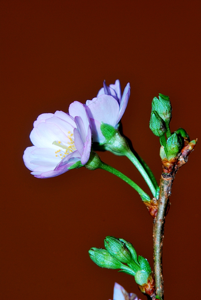 Wilde Kirschbaumblüte