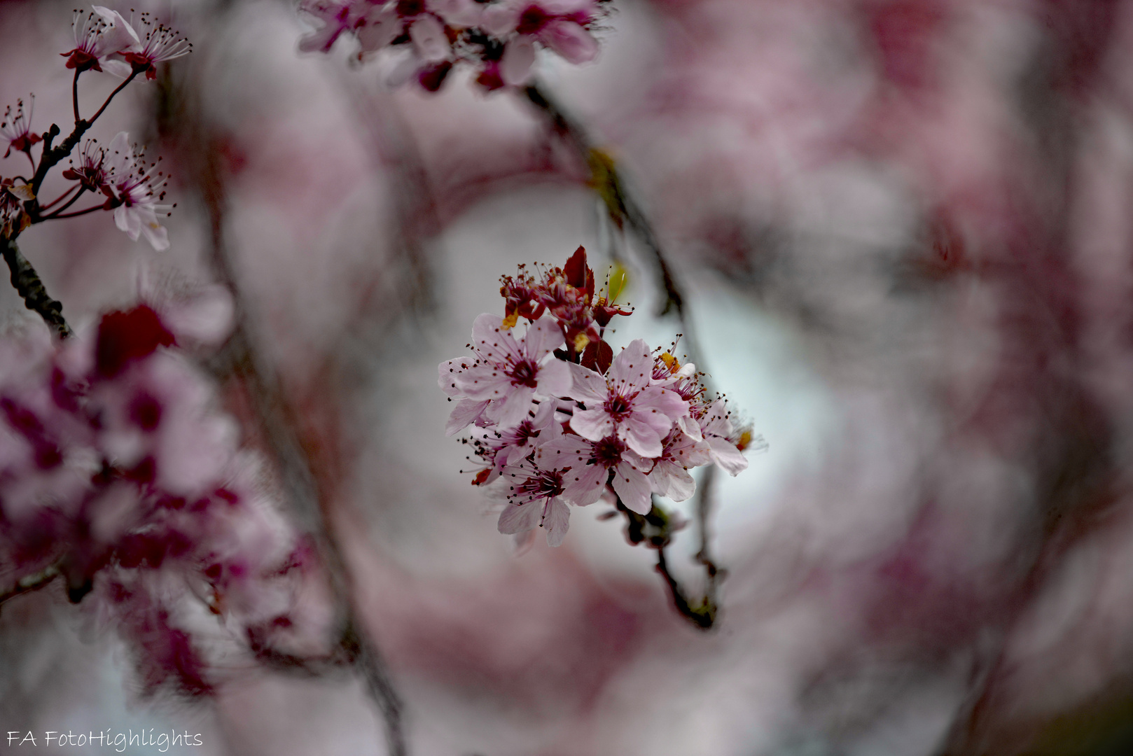 Wilde Kirschblüte