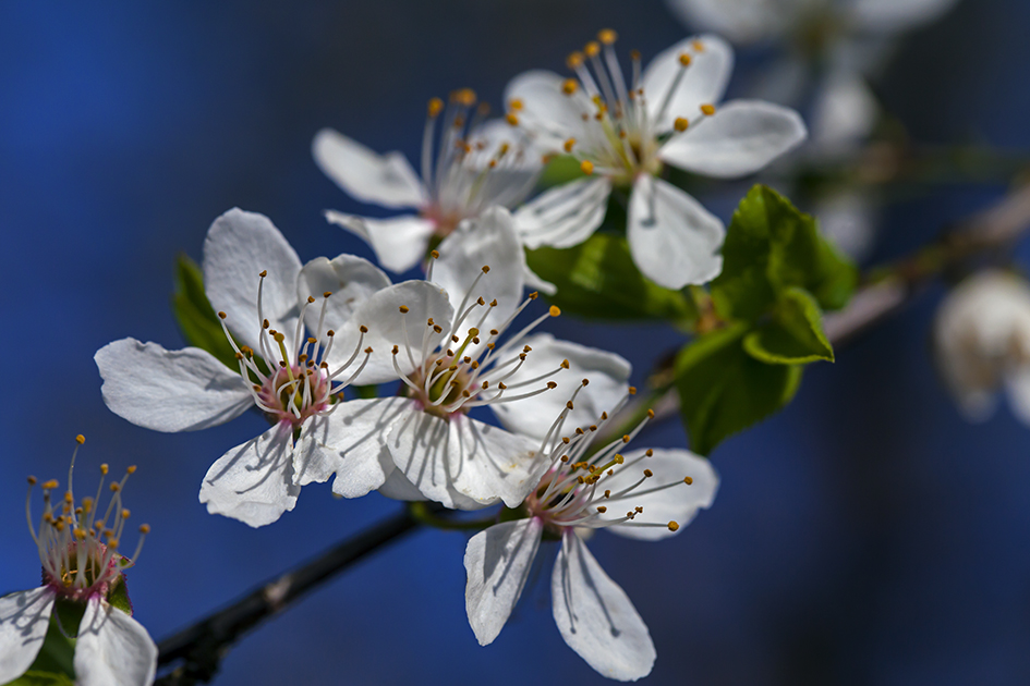Wilde Kirschblüte