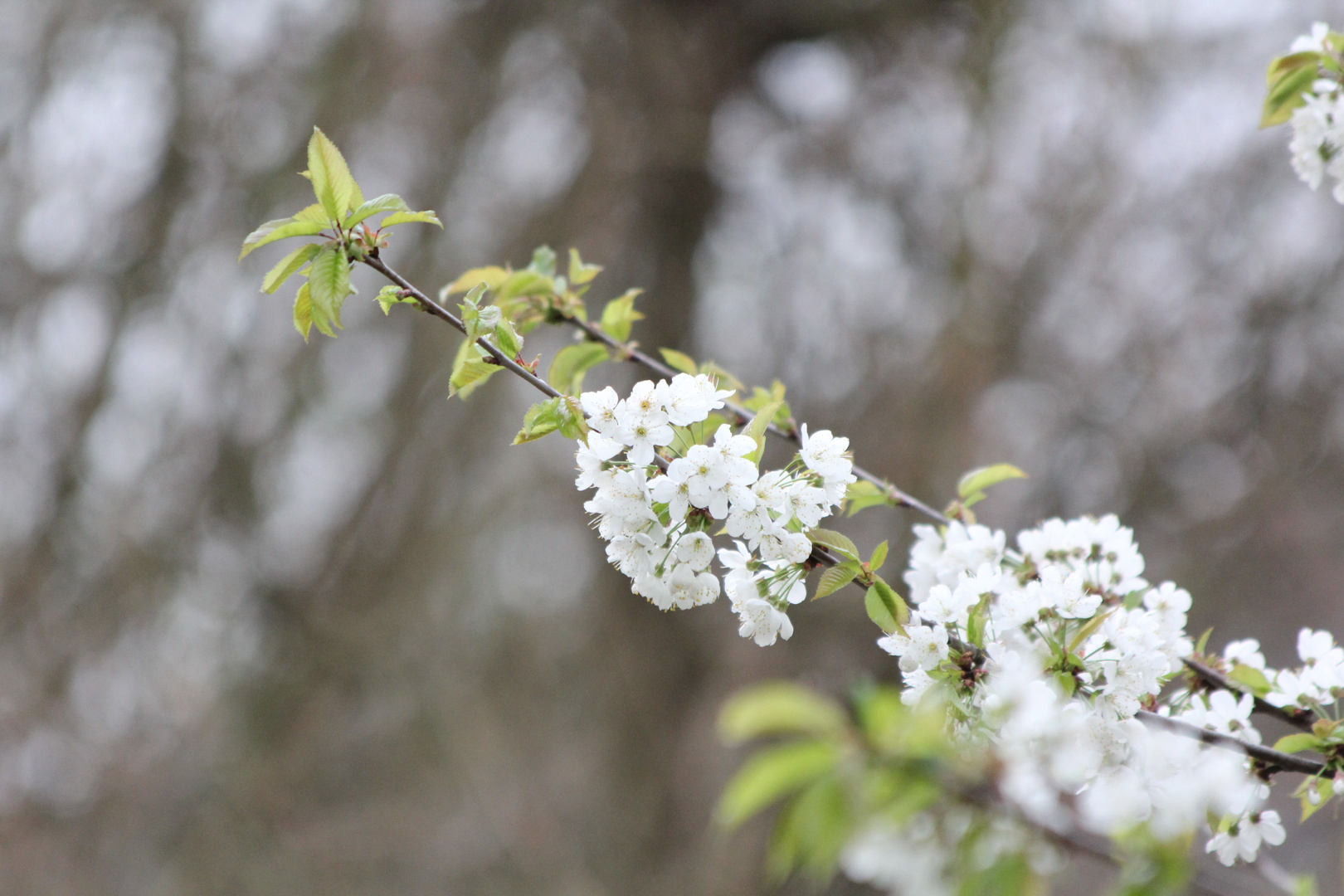 Wilde Kirschblüte